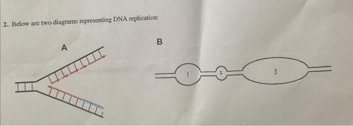 Solved 2. Below Are Two Diagrams Representing DNA | Chegg.com