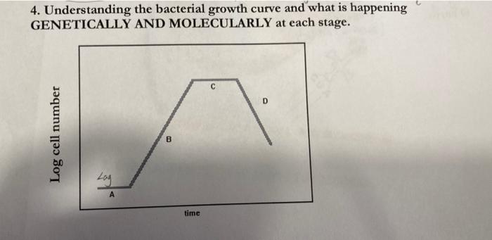 Solved 4. Understanding the bacterial growth curve and what | Chegg.com