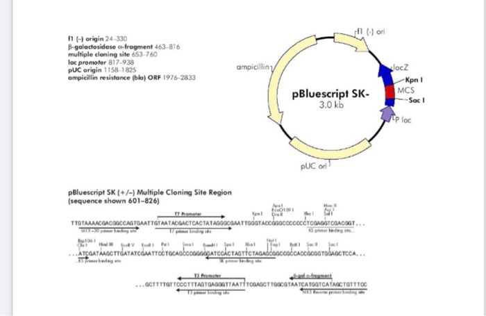 solved a dna fragment corresponding to