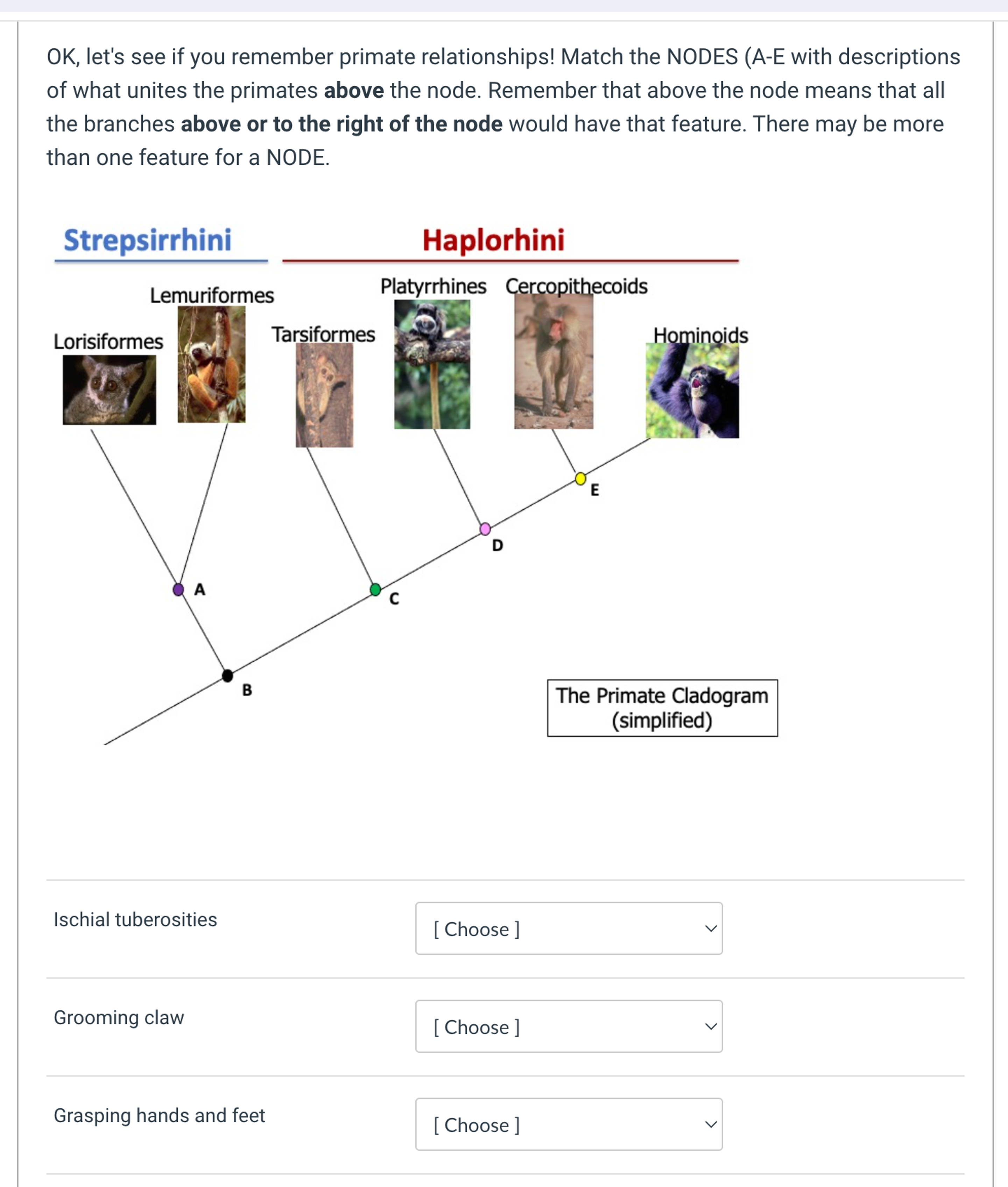 Solved OK, ﻿let's see if you remember primate relationships!