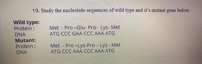 Solved 19. Study the nucleotide sequences of wild type and | Chegg.com