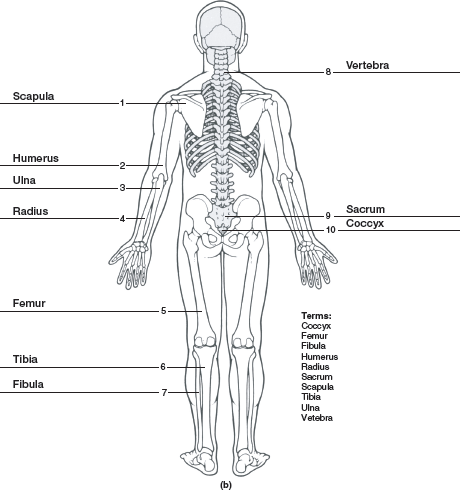 Chapter 13 Solutions Laboratory Manual For Human Anatomy Physiology Main Version 2nd Edition Chegg 