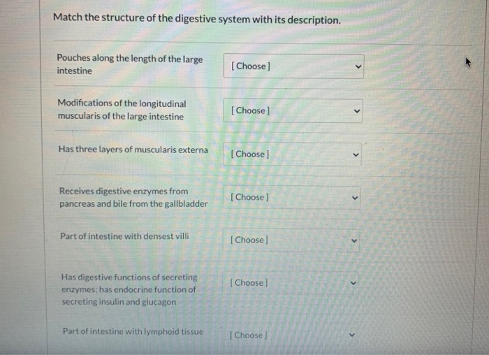 Solved Match the structure of the digestive system with its | Chegg.com
