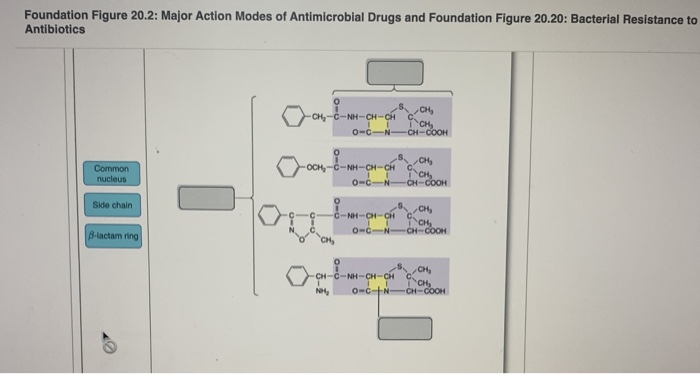 Solved Foundation Figure 20.2: Major Action Modes of | Chegg.com