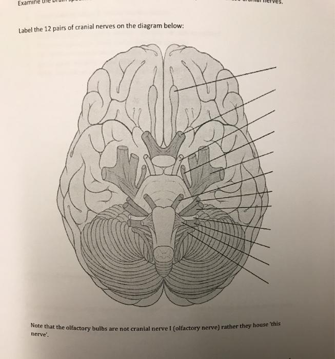 cranial nerves labeled diagram