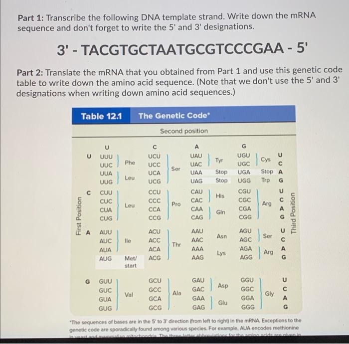 Solved Part 1 Transcribe the following DNA template strand.