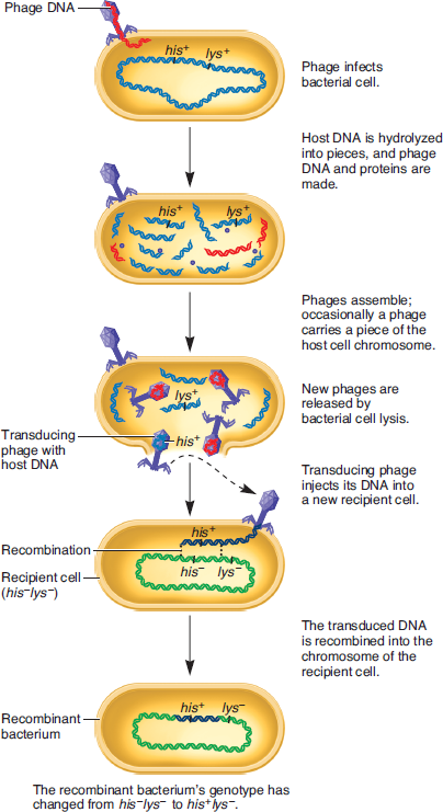 In a P1 transduction experiment, the P1 lysate contains ph... | Chegg.com