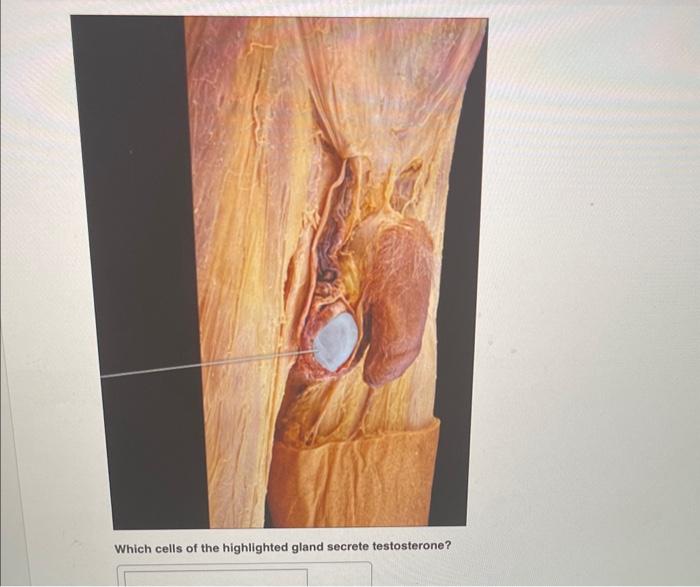 Which cells of the highlighted gland secrete testosterone?