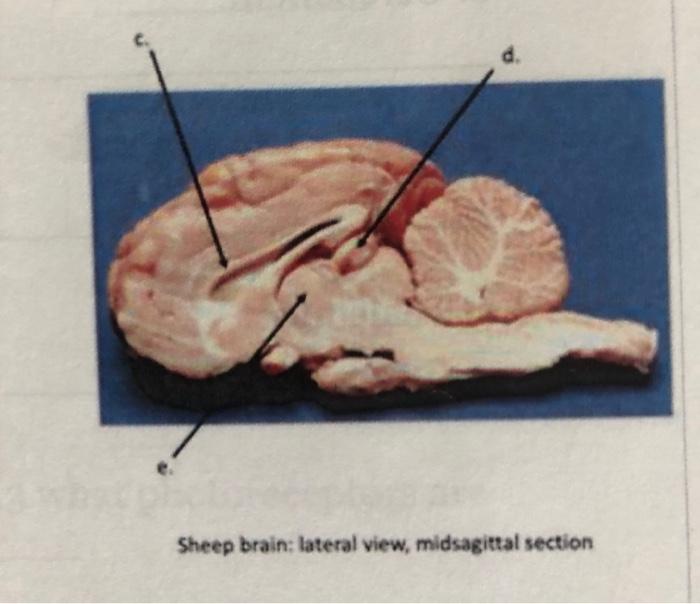 Solved Sheep Brain Dissection Sheep brain: lateral view, | Chegg.com