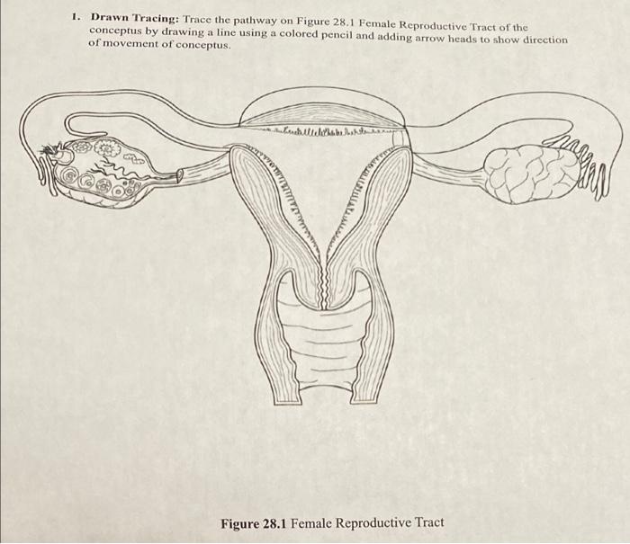 Solved Lab 28 - Human Development and Heredity Experiment 1 | Chegg.com