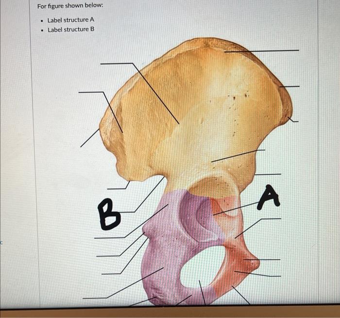 Solved For figure shown below: . Label structure A . Label | Chegg.com