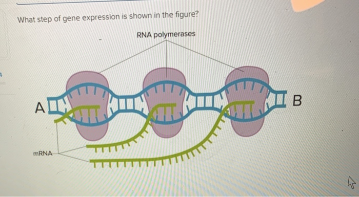 Solved What step of gene expression is shown in the figure? | Chegg.com