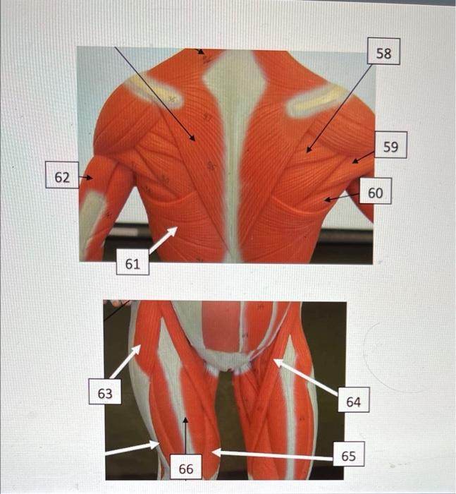 ▷Quiropráctico de Estimulación Muscular Eléctrica Chicago