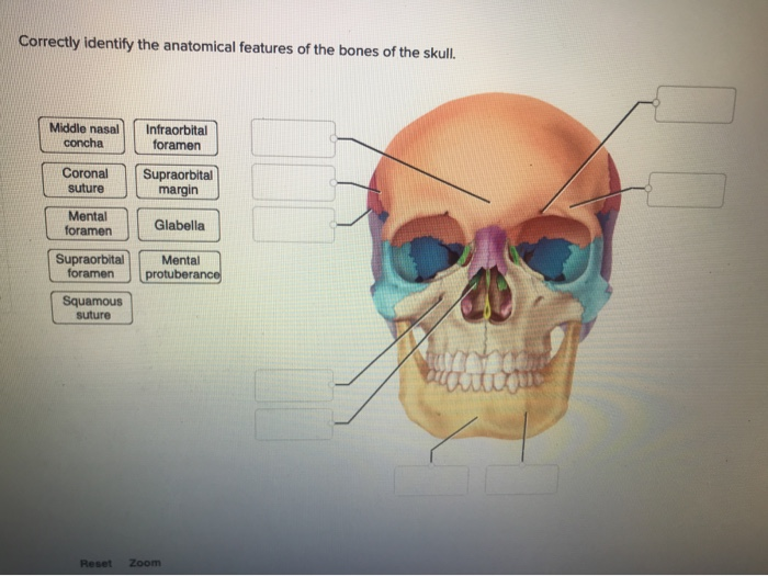 Solved Correctly Identify The Anatomical Features Of The