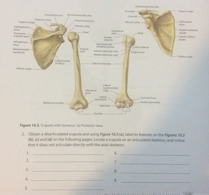 Acromioclavicular joint Acromion Coracoid Superior | Chegg.com