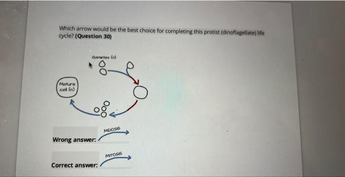 Solved Which arrow would be the best choice for completing | Chegg.com