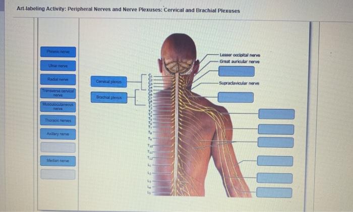 Art Labeling Activity Peripheral Nerves And Nerve Chegg Com