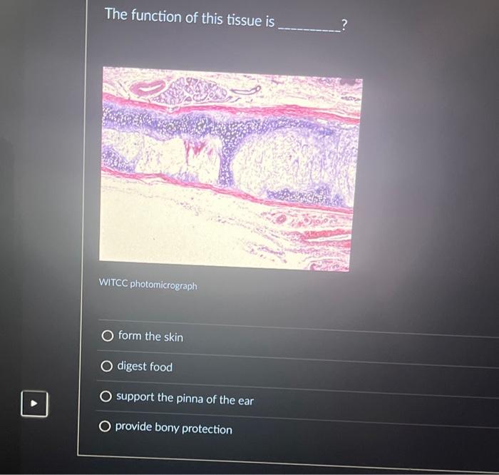 Solved The function of this tissue is WITCC photomicrograph | Chegg.com