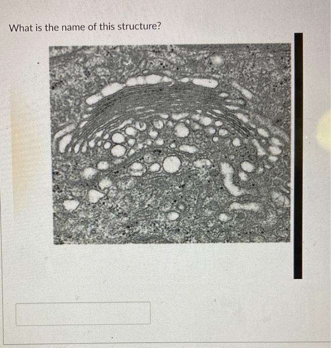 Solved What is the name of this structure? | Chegg.com