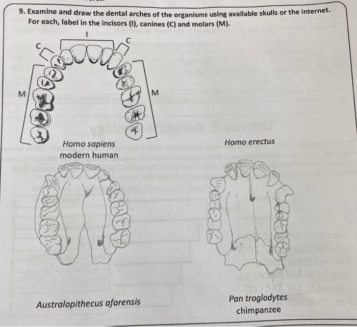 Solved 9 Examine and draw the dental arches of the Biology Diagrams