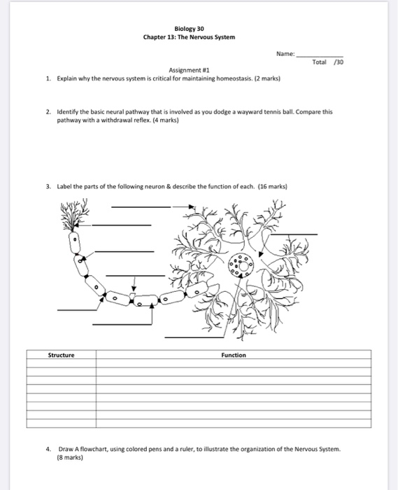 Solved Biology 30 Chapter 13: The Nervous System Name: Total | Chegg.com