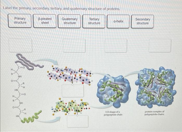 tertiary structure of proteins