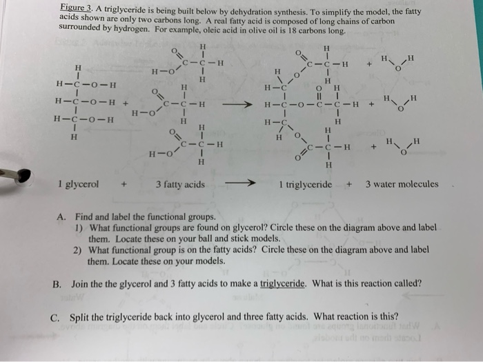 Solved Figure 3 A Triglyceride Is Being Built Below By D Chegg Com