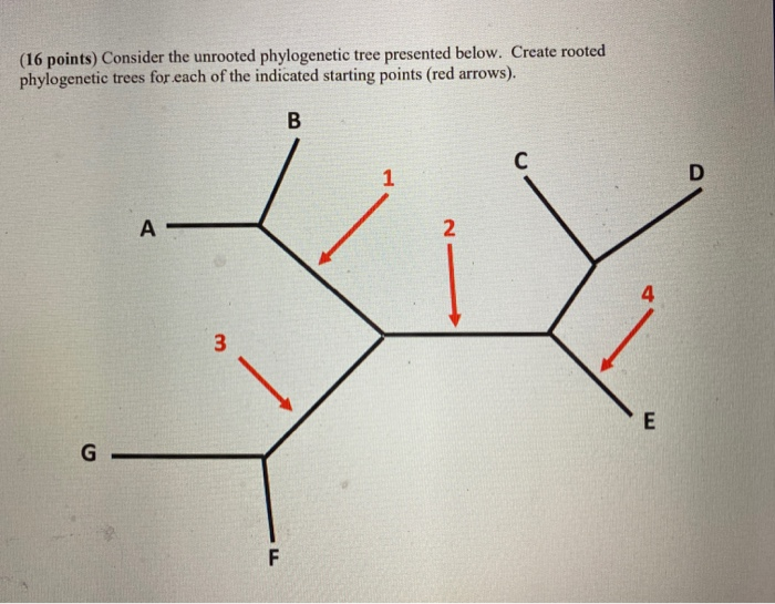 Solved (16 points) Consider the unrooted phylogenetic tree | Chegg.com