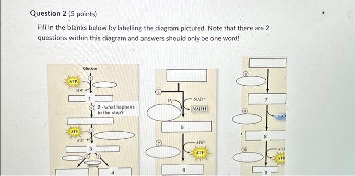 Solved Fill in the blanks below by labelling the diagram | Chegg.com