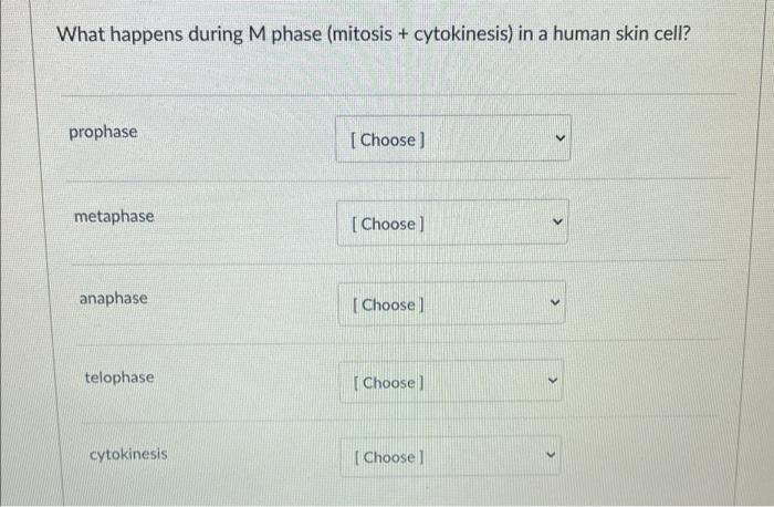 Solved What happens during M phase mitosis cytokinesis Biology Diagrams
