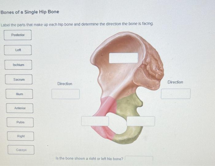 solved-bones-of-a-single-hip-bone-chegg