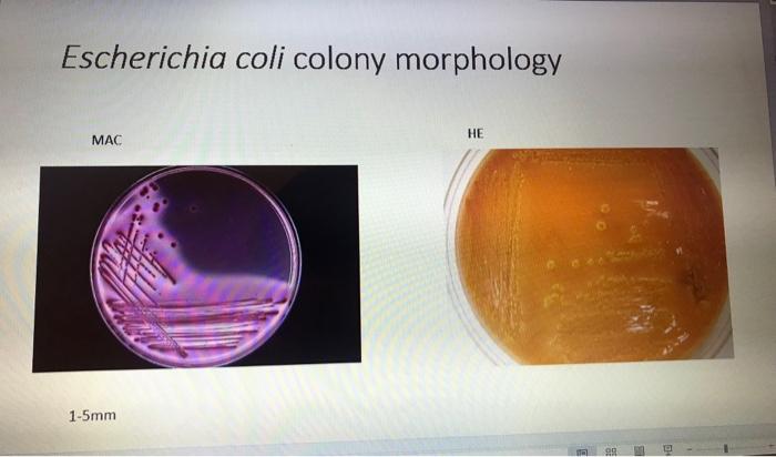 escherichia coli colony morphology