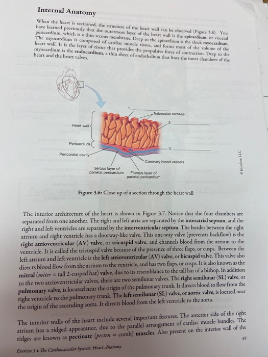 Solved Internal Anatomy When the heart is sectioned, the | Chegg.com
