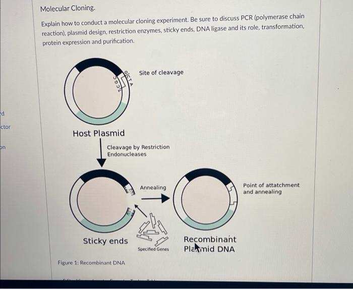 Solved Molecular Cloning Explain how to conduct a molecular