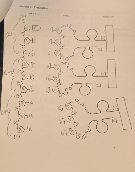 Solved were Translation Refer to Exercise 4 of the data | Chegg.com