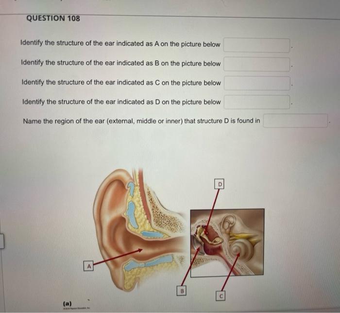 Identify the structure of the ear indicated as \( \mathrm{A} \) on the picture below
Identify the structure of the ear indica