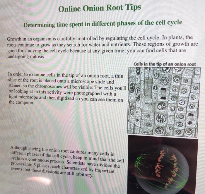 Solved Online Onion Root Tips Determining time spent in | Chegg.com