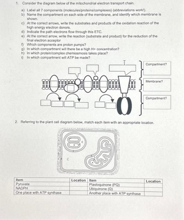 Solved 1. Consider the diagram below of the mitochondrial | Chegg.com