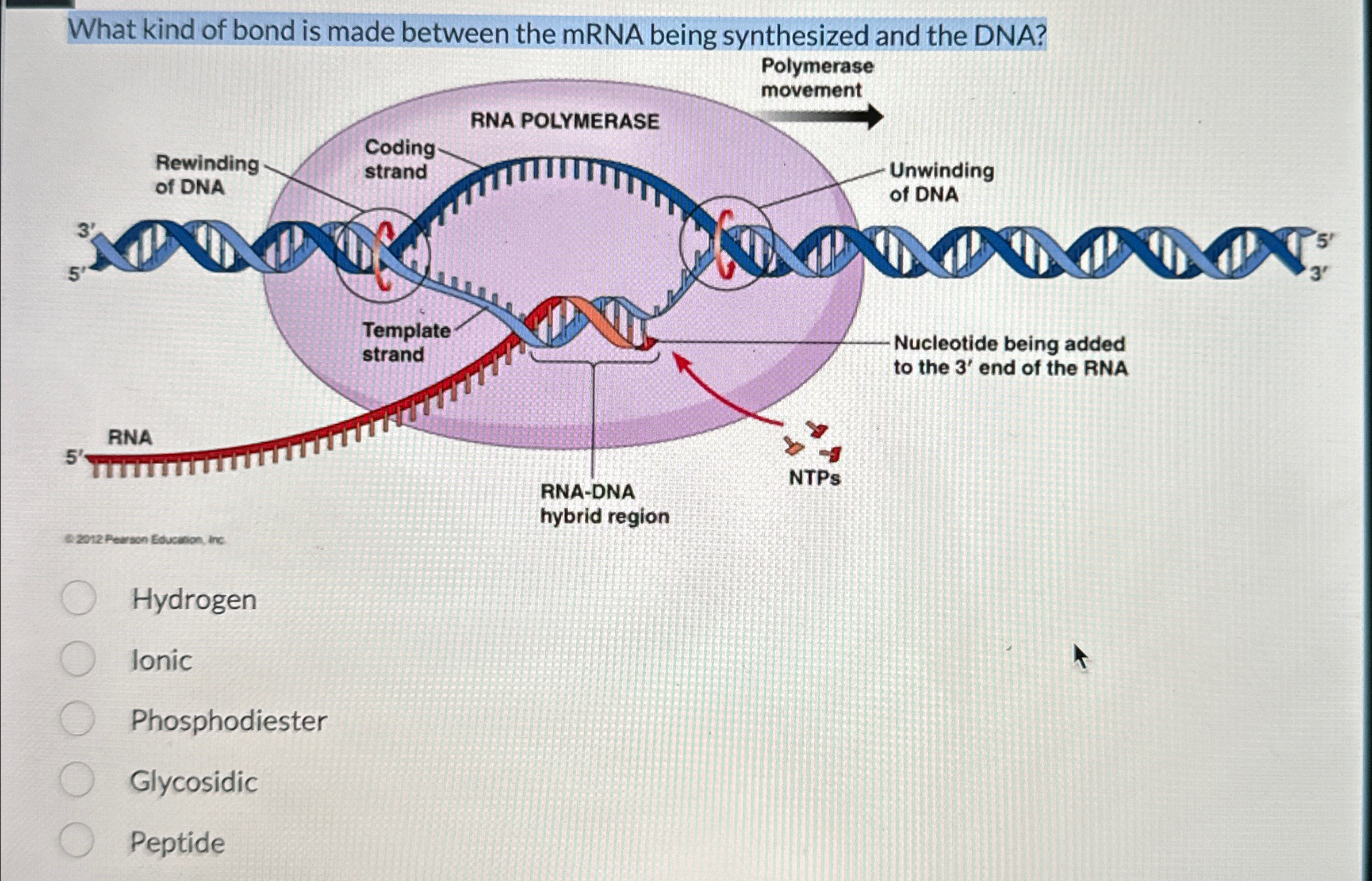 Solved What kind of bond is made between the mRNA being | Chegg.com