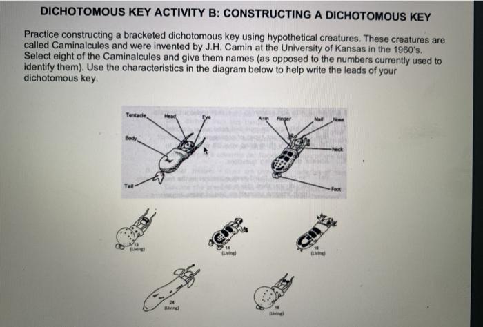 Solved ACTIVITY B: CONSTRUCTING A DICHOTOMOUS KEY Using The | Chegg.com