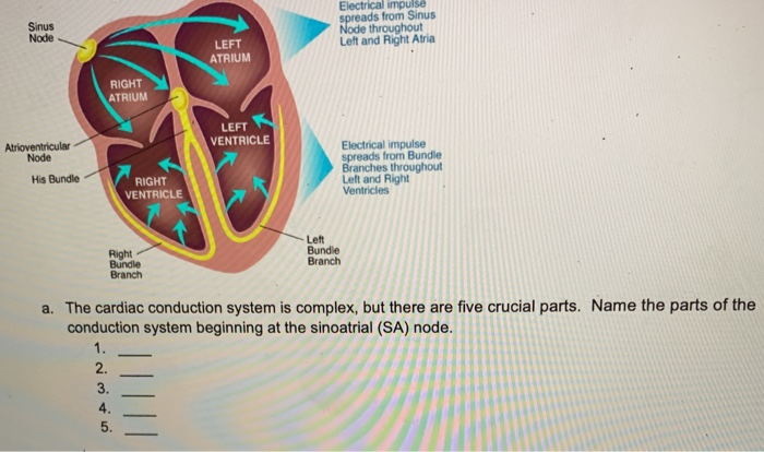 Solved Sinus Node Electrical impulse spreads from Sinus Node | Chegg.com