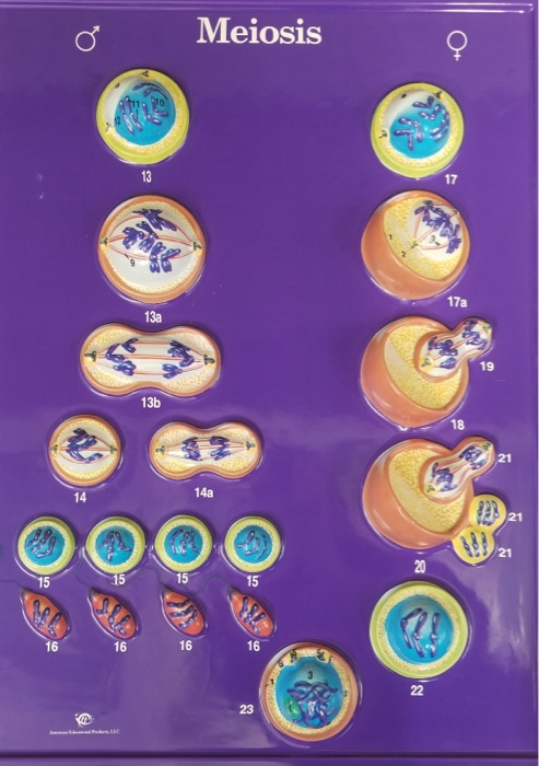 Solved Meiosis 17a 13a 13b 14a 15 23 III. *PROCEDURE 3: | Chegg.com