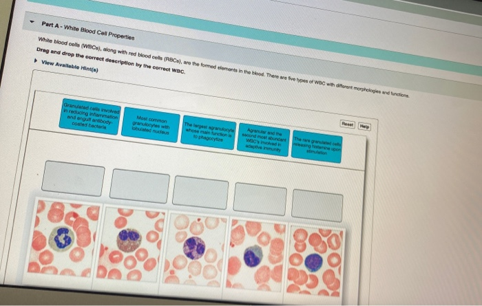 white blood cell parts