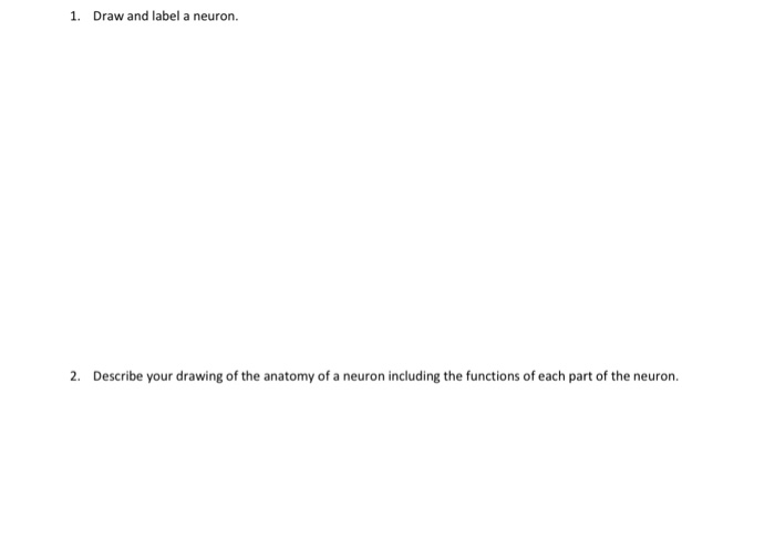 Solved: 1. Draw And Label A Neuron. 2. Describe Your Drawi... | Chegg.com