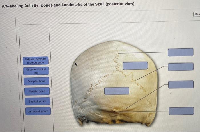 skeletal landmarks of the skull