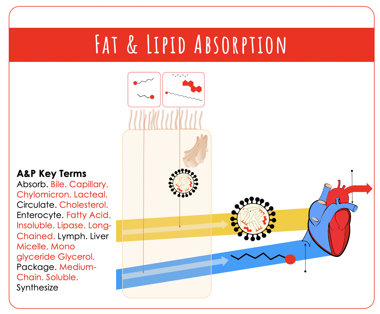 Solved FAT & IIPID ABSORPTIONA&P Key TermsAbsorb. Bile. | Chegg.com