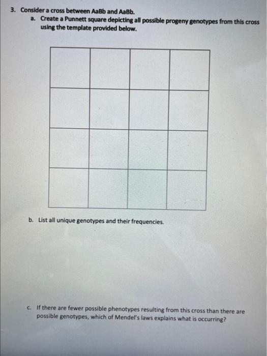 punnett square template