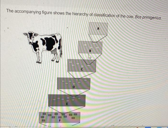 Solved The accompanying figure shows the hierarchy of | Chegg.com