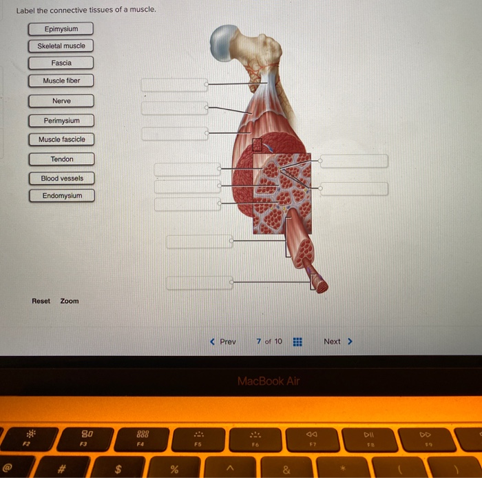 Solved Label The Connective Tissues Of A Muscle Epimysium Chegg Com