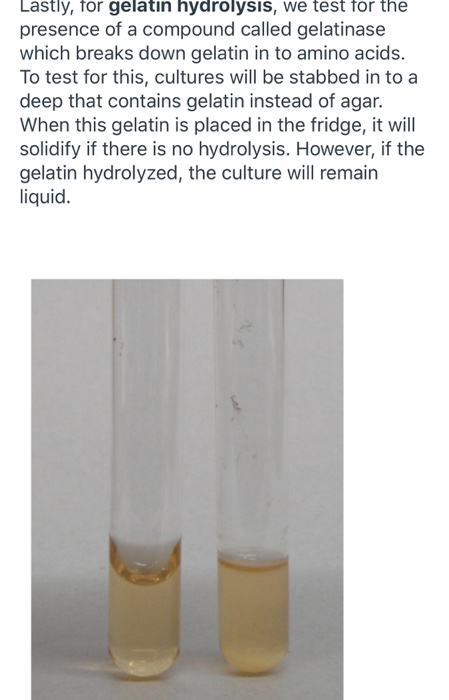 gelatin hydrolysis test